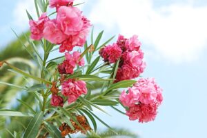Pinke Blumen Kreta